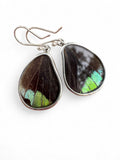 Butterfly Wing Solid 925 Sterling Silver Earrings
