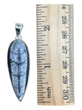 Making Waves Jewelry and Accessories teardrop Orthoceras fossil pendant in sterling silver next to a wooden ruler.